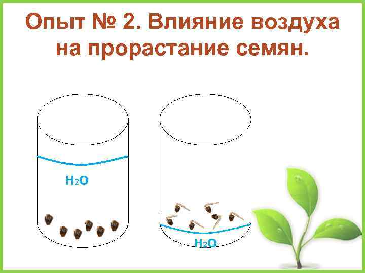 Опыт № 2. Влияние воздуха на прорастание семян. Н 2 О 