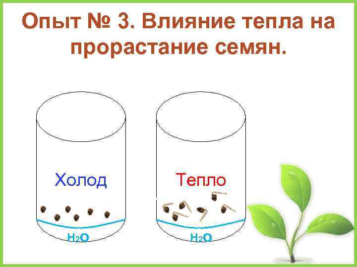 Опыт № 3. Влияние тепла на прорастание семян. Холод Тепло Н 2 О 