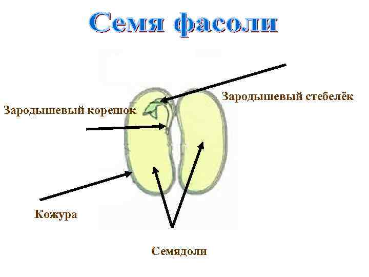 Зародышевый стебелёк Зародышевый корешок Кожура Семядоли 