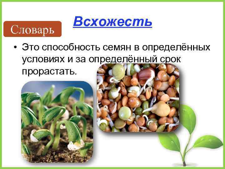 Словарь Всхожесть • Это способность семян в определённых условиях и за определённый срок прорастать.