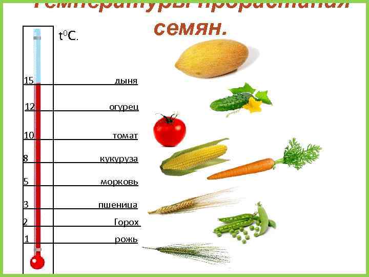 Температуры прорастания семян. t C. 0 15 дыня 12 огурец 10 томат 8 кукуруза