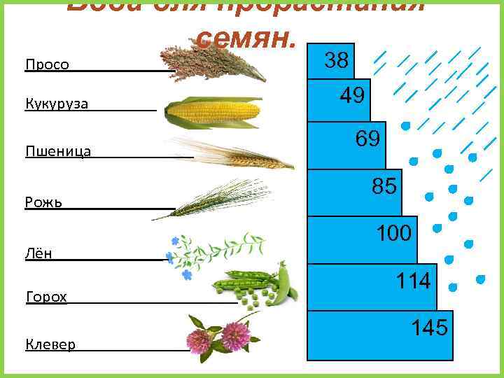 Вода для прорастания семян. Просо Кукуруза Пшеница Рожь Лён Горох Клевер 38 49 69