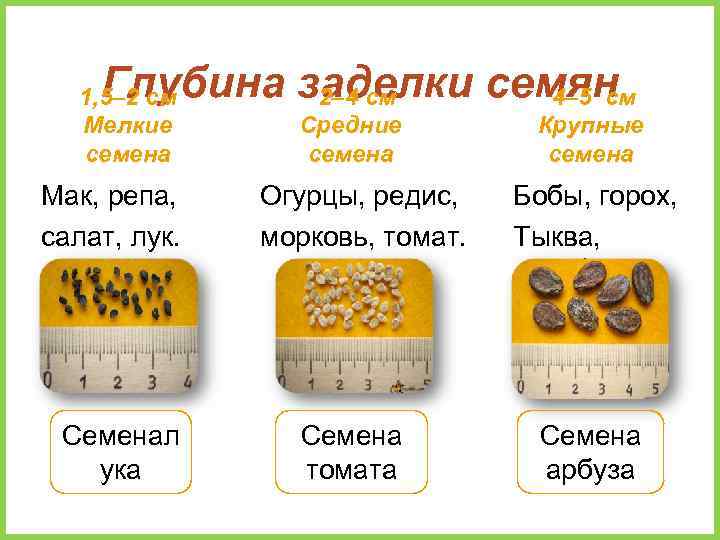 Глубина заделки семян 2– 4 см 4– 5 см 1, 5– 2 см Мелкие