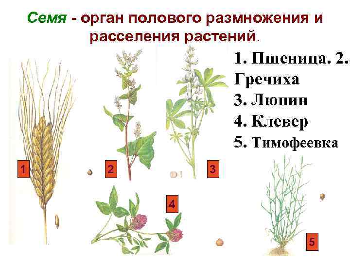 Семя - орган полового размножения и расселения растений. 1. Пшеница. 2. Гречиха 3. Люпин