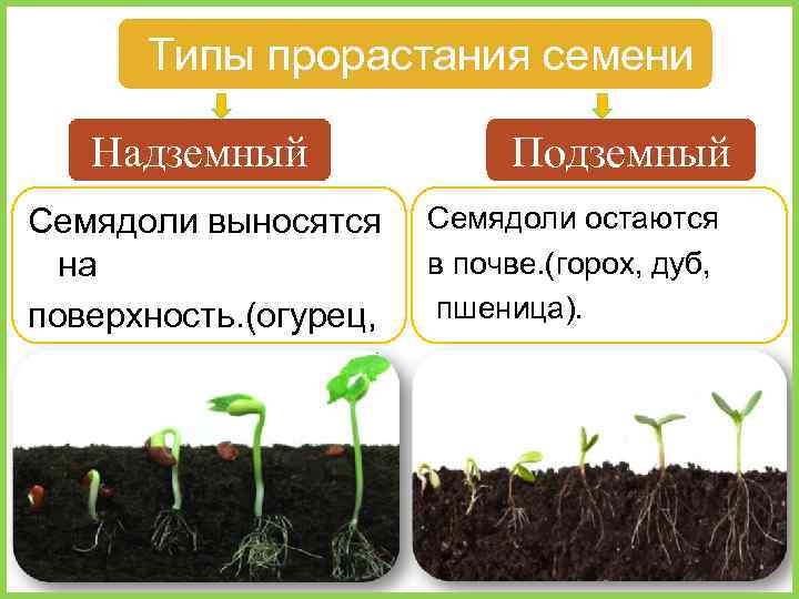 Типы прорастания семени Надземный Подземный Семядоли выносятся Семядоли остаются в почве. (горох, дуб, на