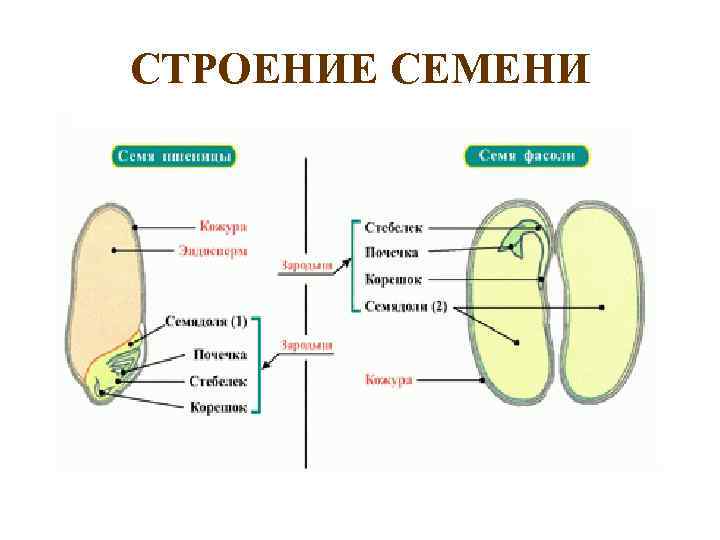 СТРОЕНИЕ СЕМЕНИ 