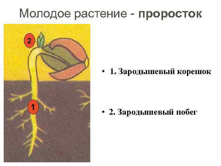 Молодое растение - проросток 2 • 1. Зародышевый корешок 1 • 2. Зародышевый побег