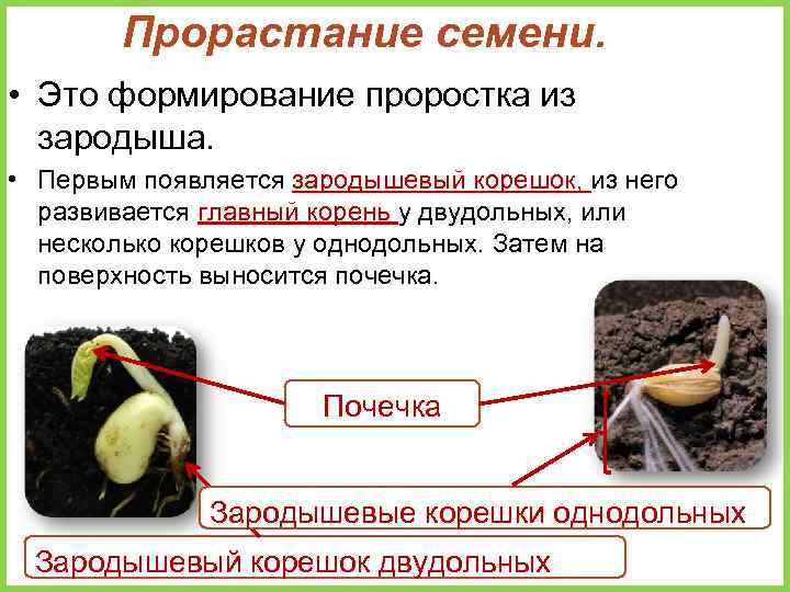 Прорастание семени. • Это формирование проростка из зародыша. • Первым появляется зародышевый корешок, из