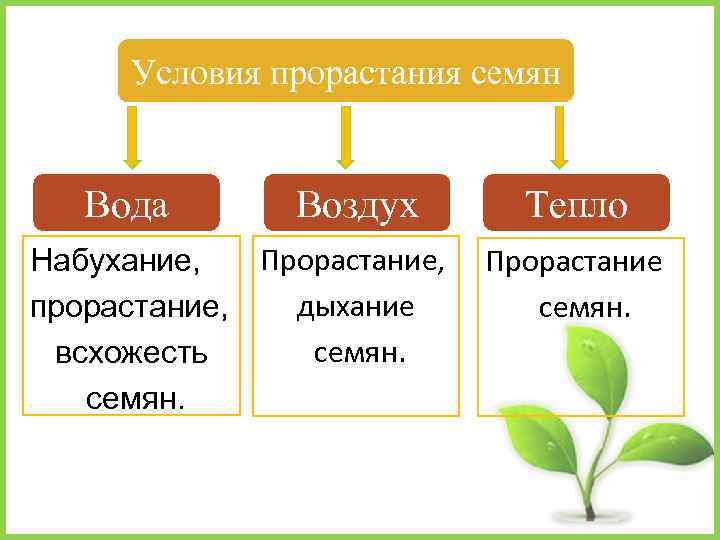 Условия прорастания семян Вода Воздух Прорастание, Набухание, дыхание прорастание, семян. всхожесть семян. Тепло Прорастание