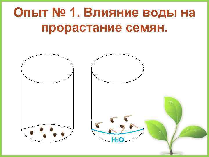 Опыт № 1. Влияние воды на прорастание семян Н 2 О 