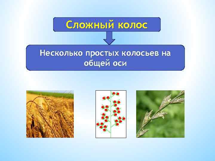 Сложный колос Несколько простых колосьев на общей оси 
