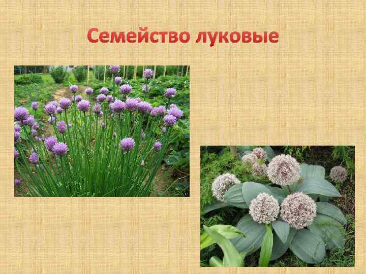 Семейство луковые 