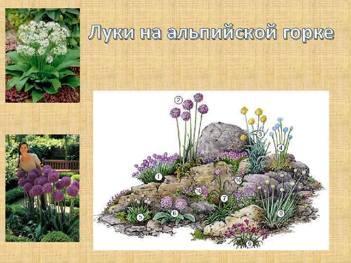 Луки на альпийской горке 