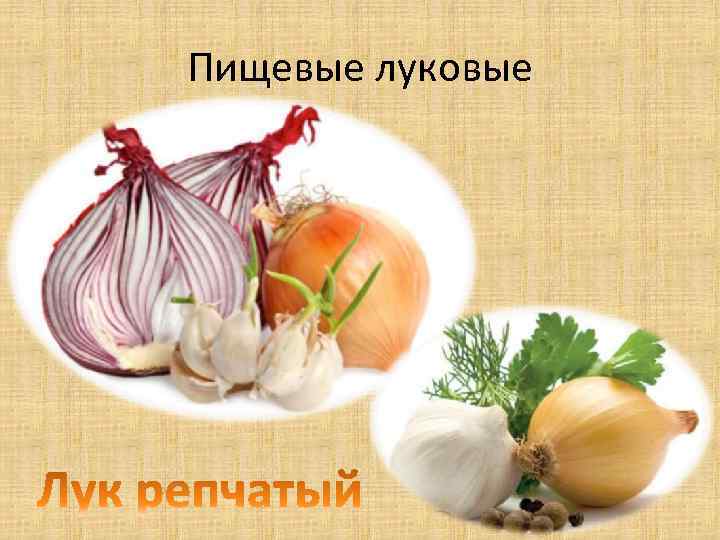 Пищевые луковые 