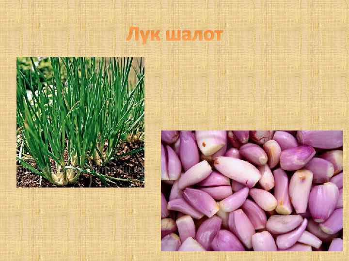 Лук шалот 
