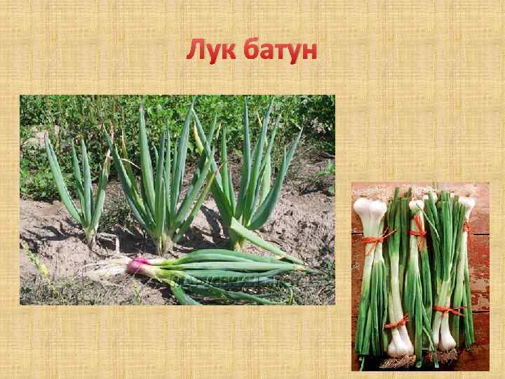 Лук батун 