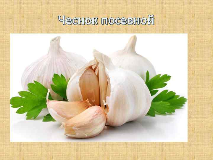 Чеснок посевной 