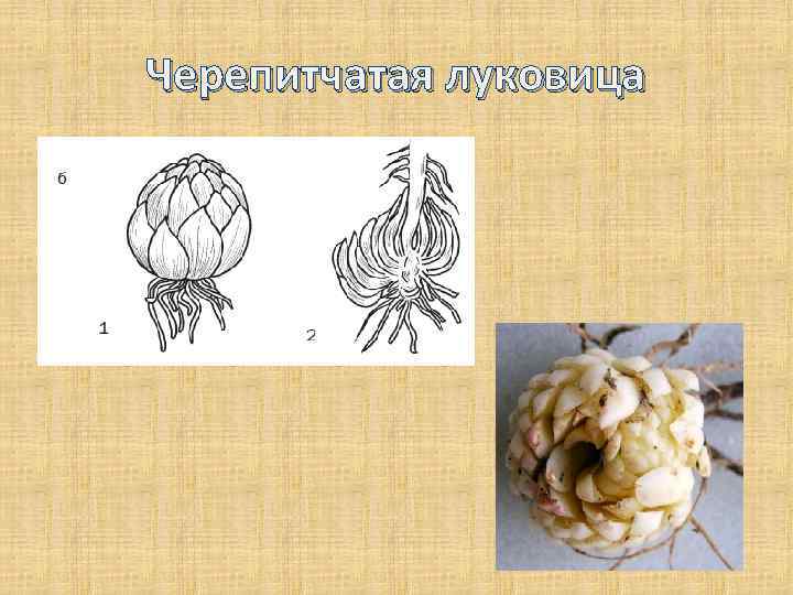 Черепитчатая луковица 