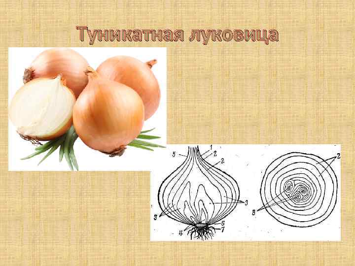 Туникатная луковица 