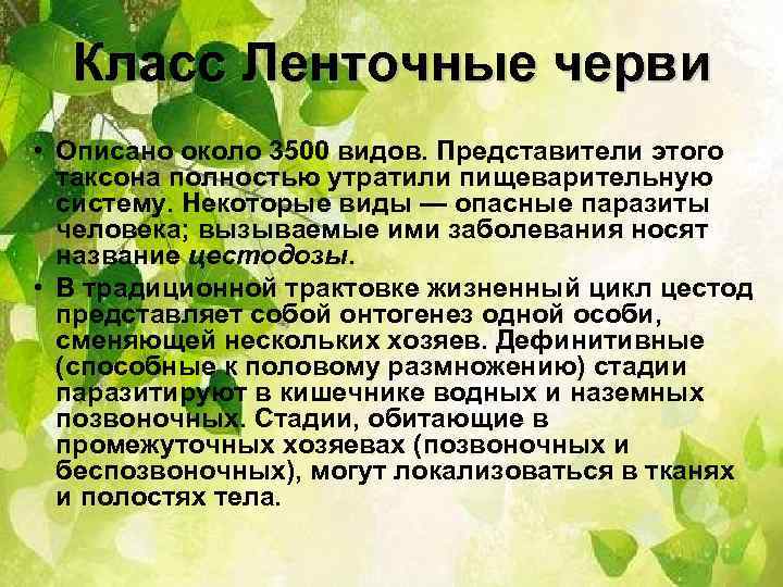 Класс Ленточные черви • Описано около 3500 видов. Представители этого таксона полностью утратили пищеварительную