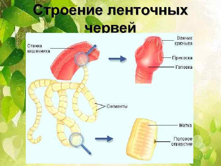 Строение ленточных червей 