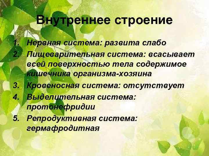 Внутреннее строение 1. Нервная система: развита слабо 2. Пищеварительная система: всасывает всей поверхностью тела