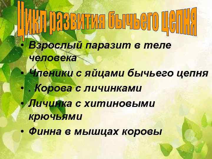  • Взрослый паразит в теле человека • Членики с яйцами бычьего цепня •