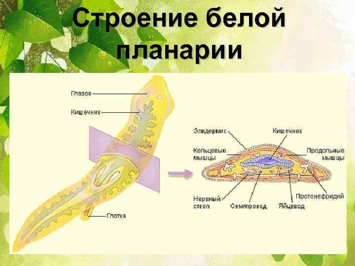 Строение белой планарии 