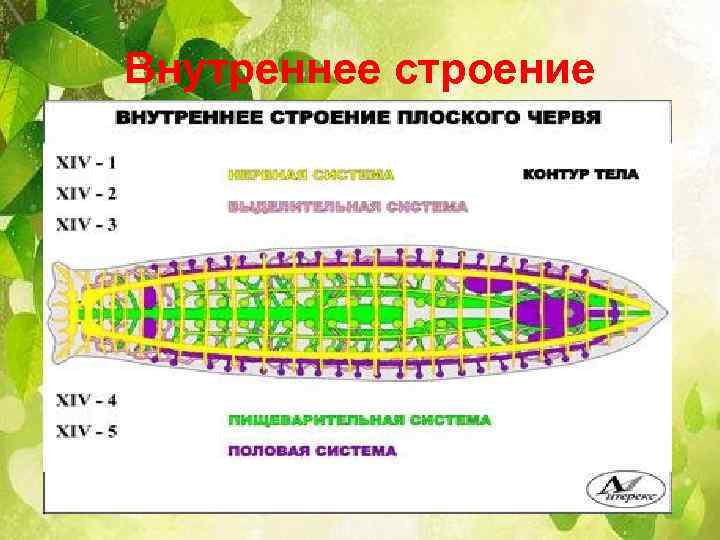 Внутреннее строение 