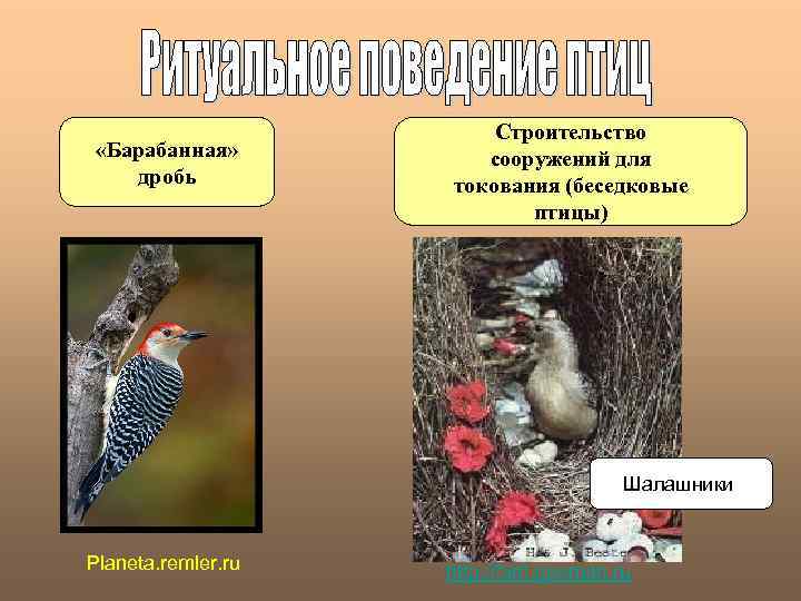  «Барабанная» дробь Строительство сооружений для токования (беседковые птицы) Шалашники Planeta. remler. ru http: