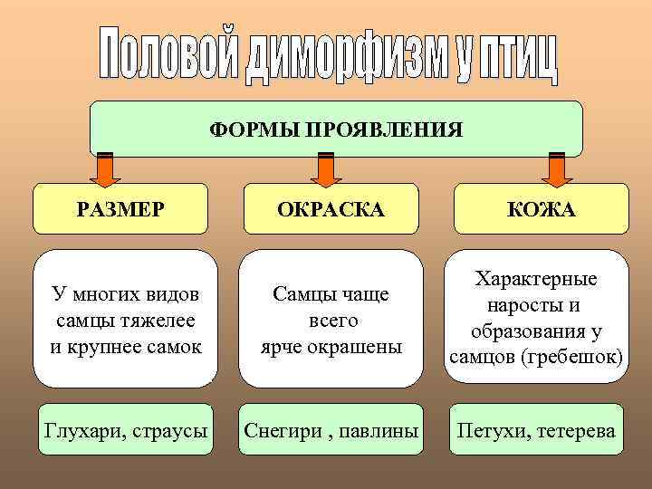 ФОРМЫ ПРОЯВЛЕНИЯ РАЗМЕР ОКРАСКА КОЖА У многих видов самцы тяжелее и крупнее самок Самцы