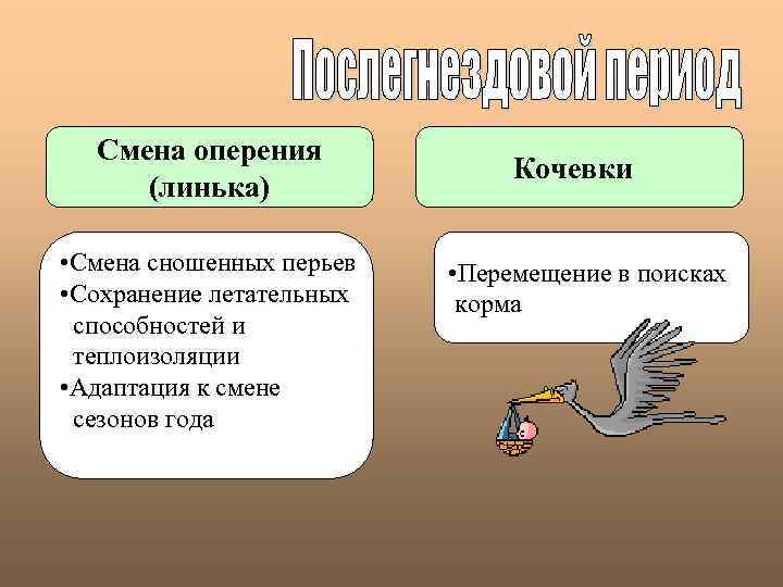 Смена оперения (линька) • Смена сношенных перьев • Сохранение летательных способностей и теплоизоляции •
