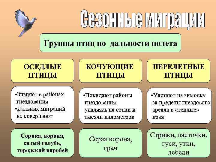 Группы птиц по дальности полета ОСЕДЛЫЕ ПТИЦЫ • Зимуют в районах гнездования • Дальних