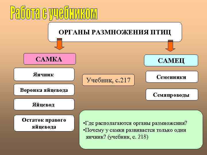ОРГАНЫ РАЗМНОЖЕНИЯ ПТИЦ САМКА Яичник Воронка яйцевода САМЕЦ Учебник, с. 217 Семенники Семяпроводы Яйцевод