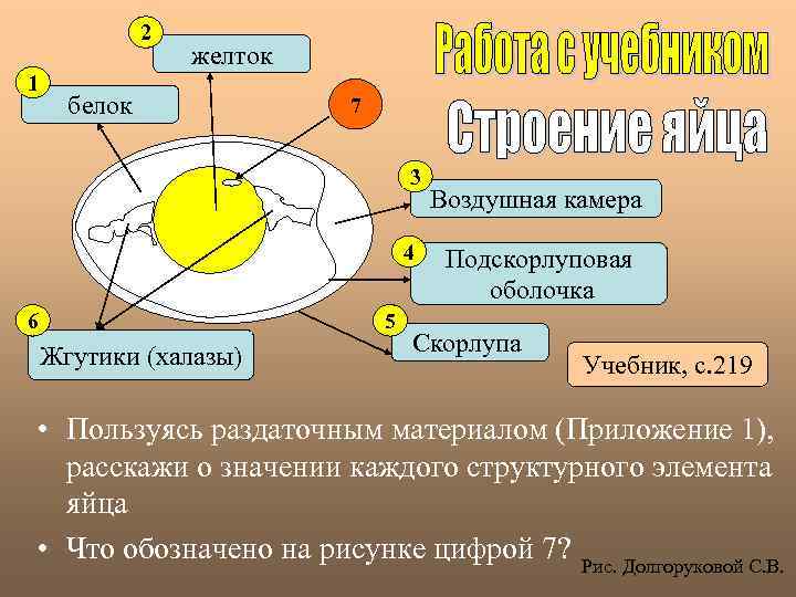 2 1 желток белок 7 3 4 6 5 Жгутики (халазы) Воздушная камера Подскорлуповая