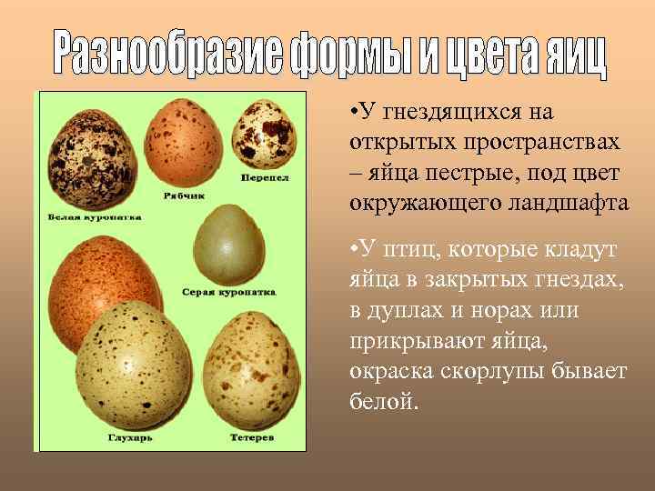  • У гнездящихся на открытых пространствах – яйца пестрые, под цвет окружающего ландшафта