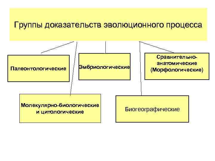 Группы доказательств эволюционного процесса Палеонтологические Эмбриологические Молекулярно-биологические и цитологические Сравнительноанатомические (Морфологические) Биогеографические 