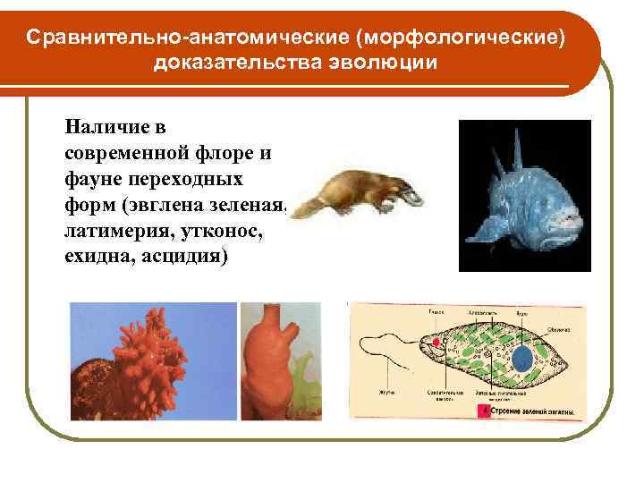 Сравнительно-анатомические (морфологические) доказательства эволюции Наличие в современной флоре и фауне переходных форм (эвглена зеленая,