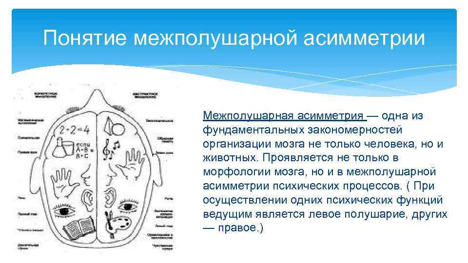 Понятие межполушарной асимметрии Межполушарная асимметрия — одна из фундаментальных закономерностей организации мозга не только