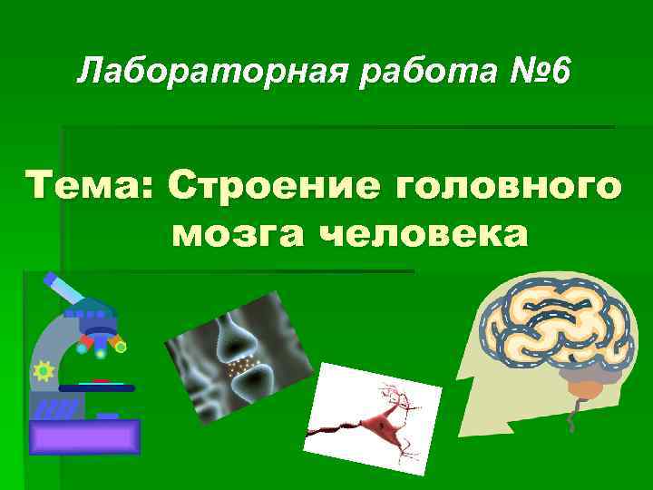Лабораторная работа № 6 Тема: Строение головного мозга человека 