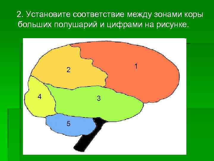 2. Установите соответствие между зонами коры больших полушарий и цифрами на рисунке. 1 2