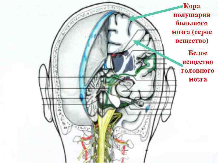 Кора полушария большого мозга (серое вещество) Белое вещество головного мозга 