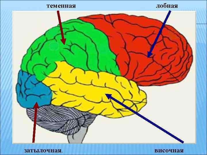 теменная затылочная. лобная височная 