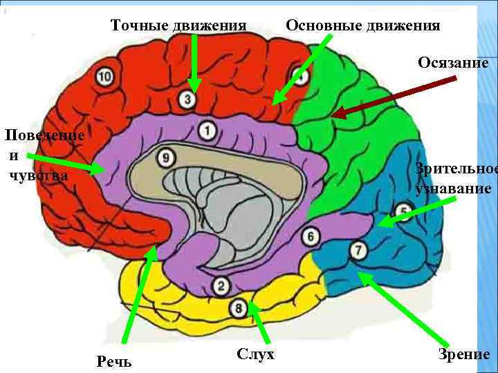 Точные движения Основные движения Осязание Поведение и чувства Зрительное узнавание Речь Слух Зрение 