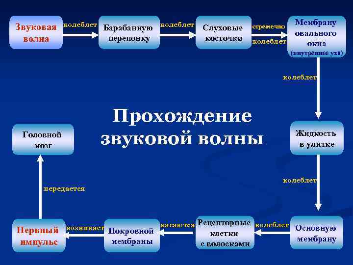 Звуковая волна колеблет Барабанную перепонку колеблет Слуховые косточки стремечко колеблет Мембрану овального окна (внутреннее