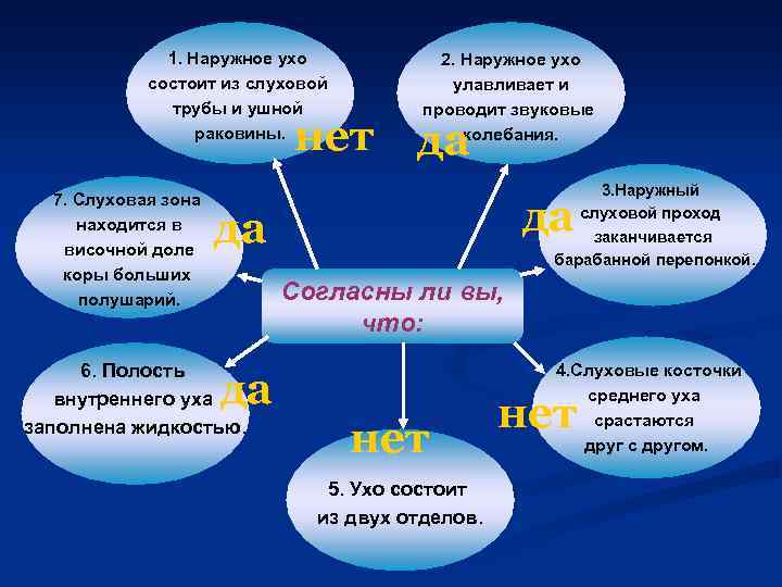 1. Наружное ухо состоит из слуховой трубы и ушной раковины. нет 7. Слуховая зона