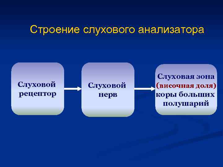 Строение слухового анализатора Слуховой рецептор Слуховой нерв Слуховая зона (височная доля) коры больших полушарий