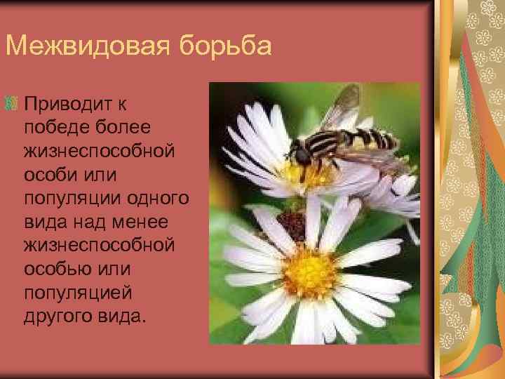 Межвидовая борьба Приводит к победе более жизнеспособной особи или популяции одного вида над менее