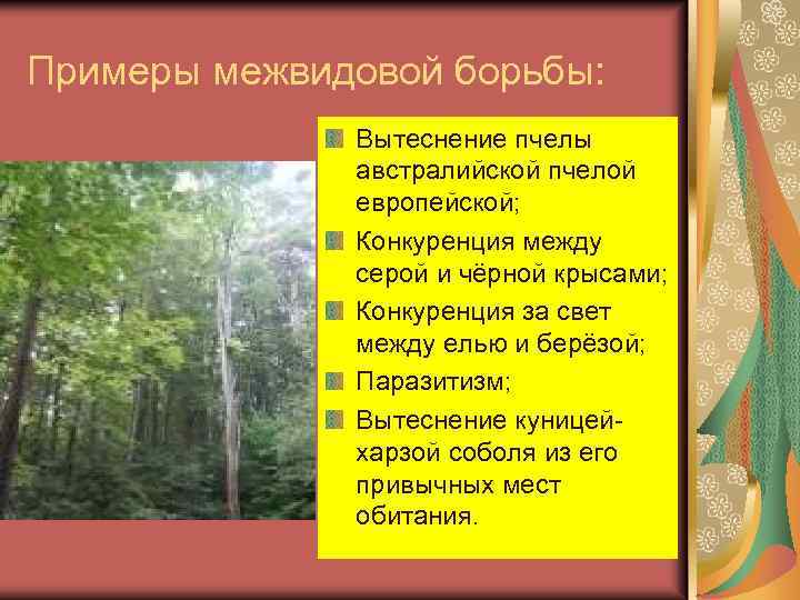 Примеры межвидовой борьбы: Вытеснение пчелы австралийской пчелой европейской; Конкуренция между серой и чёрной крысами;