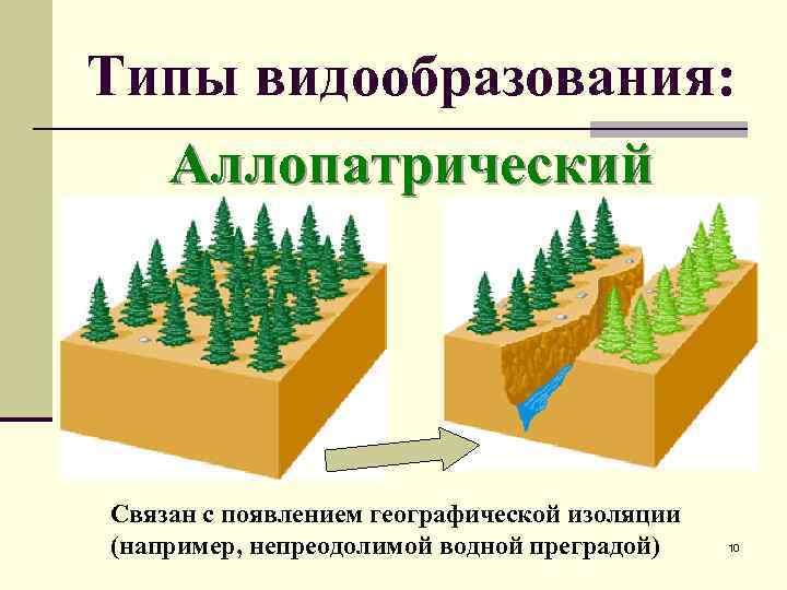 Типы видообразования: Аллопатрический Связан с появлением географической изоляции (например, непреодолимой водной преградой) 10 